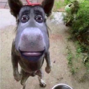 Meet your Posher, Xavier